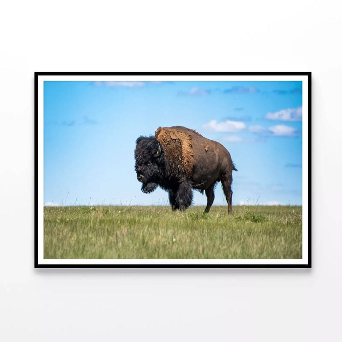 Bison in Grasslands  Print 100% Australian Made 120x90cm  (Poster)