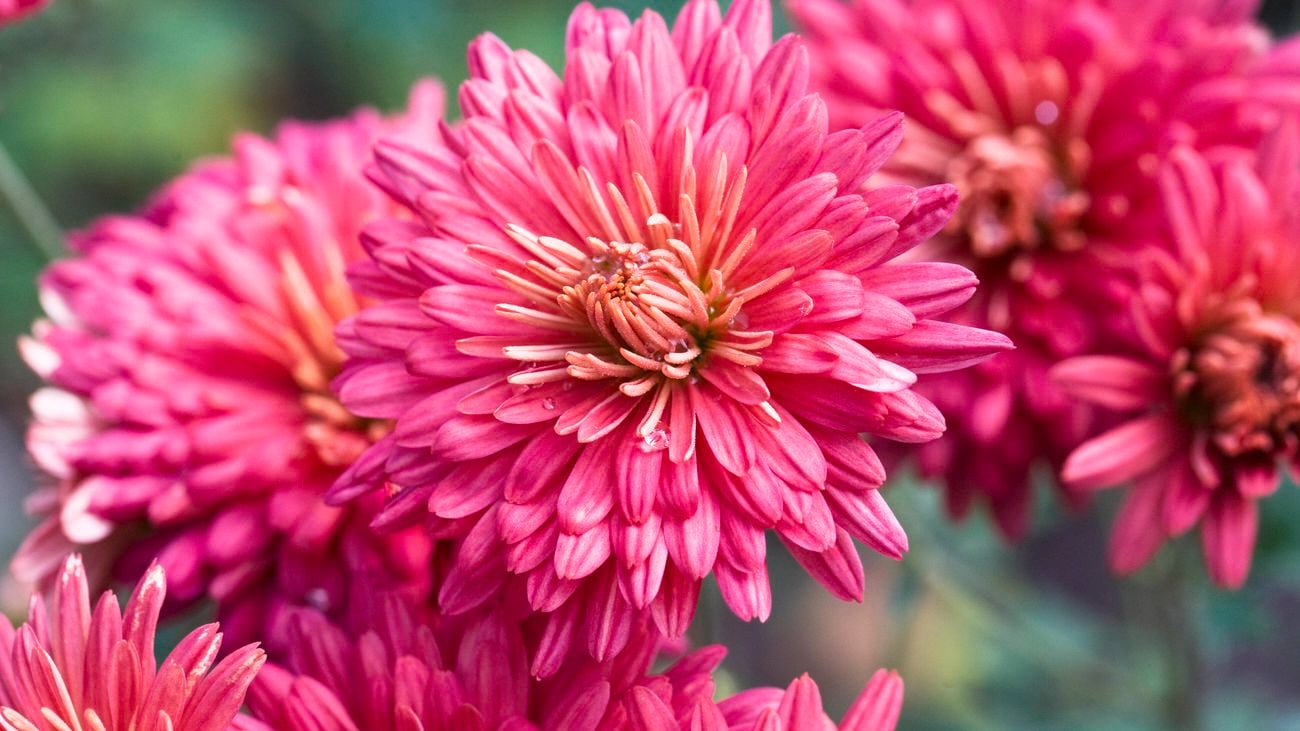 Many pink Chrysanthemum flowers.