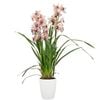 60mm Boat Orchid - Cymbidium - Designer Collector Series
