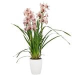 60mm Boat Orchid - Cymbidium - Designer Collector Series