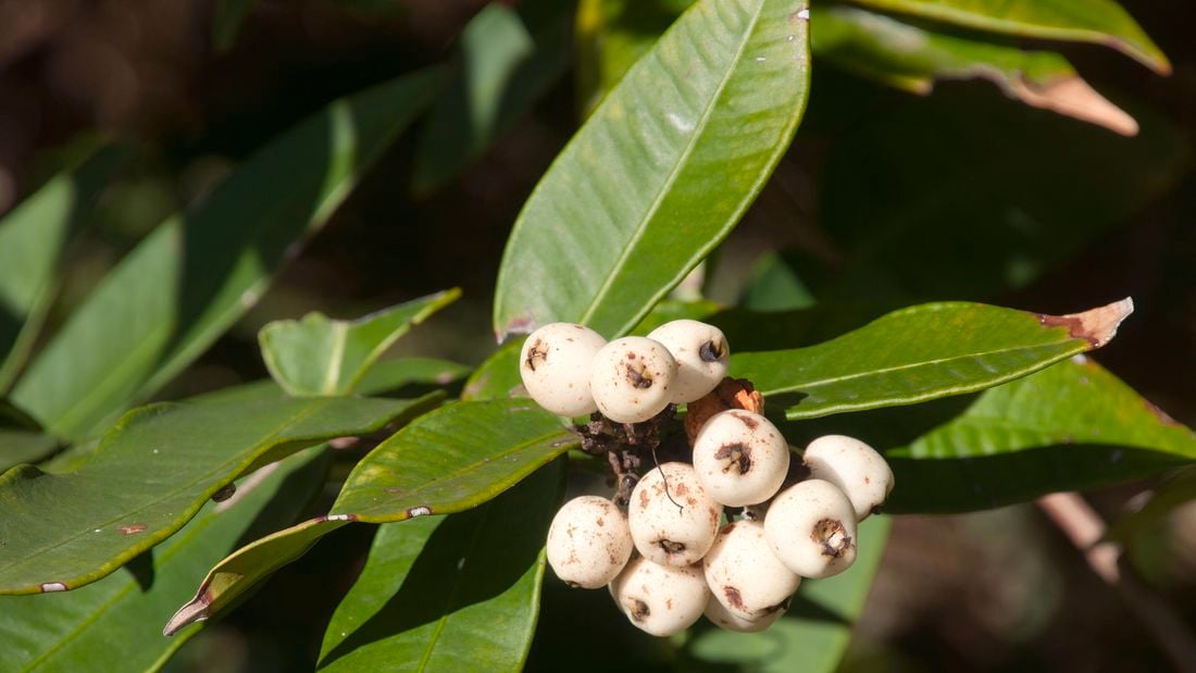 Midyim berry plant with white berries