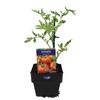 100mm Tomato Bragger - Lycopersicon esculentum