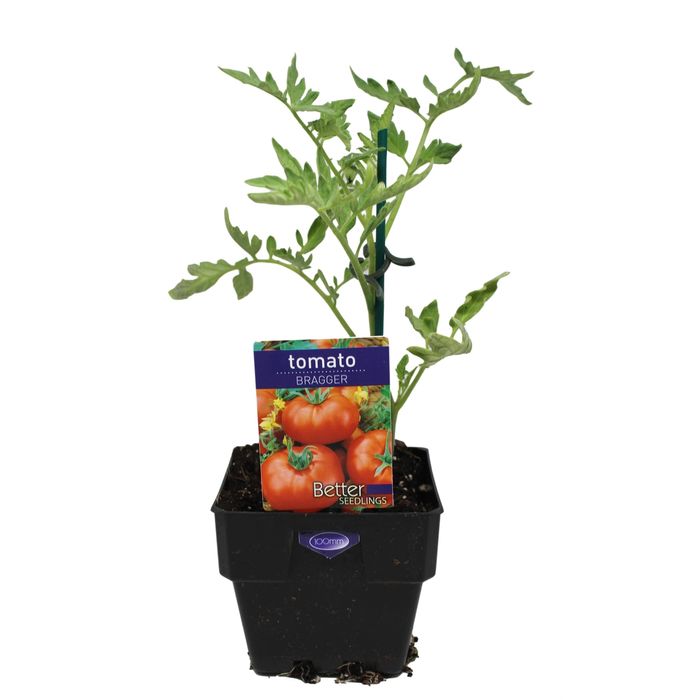 100mm Tomato Bragger - Lycopersicon esculentum