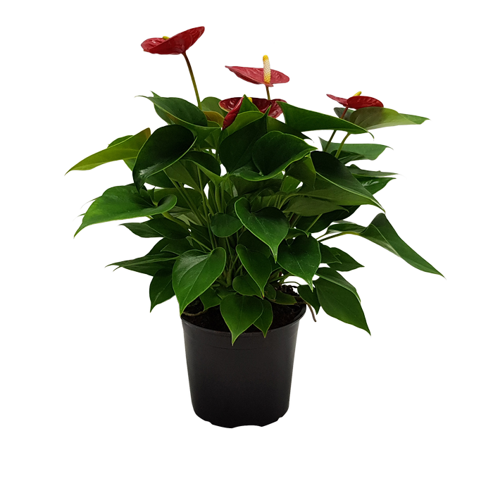 120mm Anthurium - Anthurium andreanum