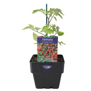 100mm Tomato Cherry Ripe - Lycopersicon esculentum
