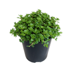 1.9L Sedum Green Blob - Sedum spathulifolium