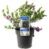 180mm Polygala Sweet Pea Shrub - Polygala dalmaisiana