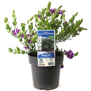 180mm Polygala Sweet Pea Shrub - Polygala dalmaisiana