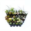 11cm Indoor Assorted Plants