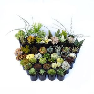 11cm Indoor Assorted Plants