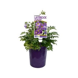 140mm Lambrooke Mauve - Polemonium pulcherrimum