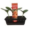 Punnet Pumpkin Golden Nugget - Cucurbita maxima - Grow Your Own Range