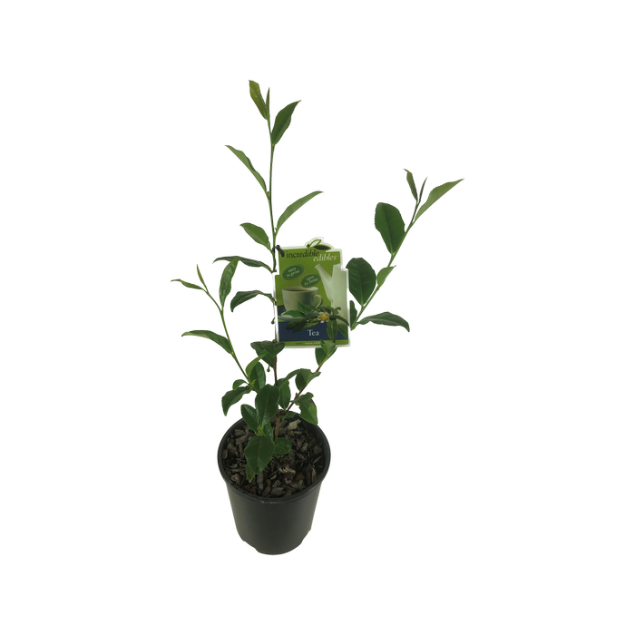 1.9L Tea Plant - Camellia sinensis