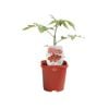 125mm Tomato Cherry Bomb - Lycopersicon esculentum