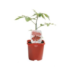 125mm Tomato Cherry Bomb - Lycopersicon esculentum