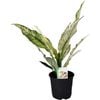 Plant Spathiphyullum 14cm Sensation Variegata 