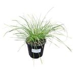 1.3L Lomandra Evergreen Baby - Lomandra Labill