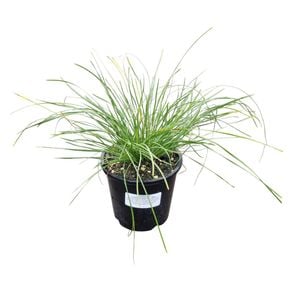 1.3L Lomandra Evergreen Baby - Lomandra Labill