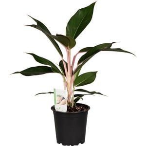 120mm Chinese Evergreen - Aglaonema sapphire