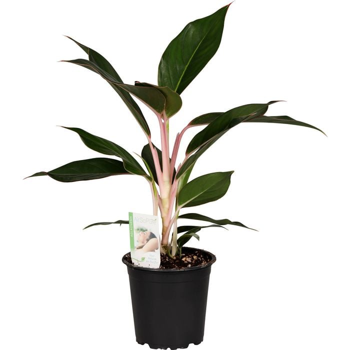 120mm Chinese Evergreen - Aglaonema sapphire