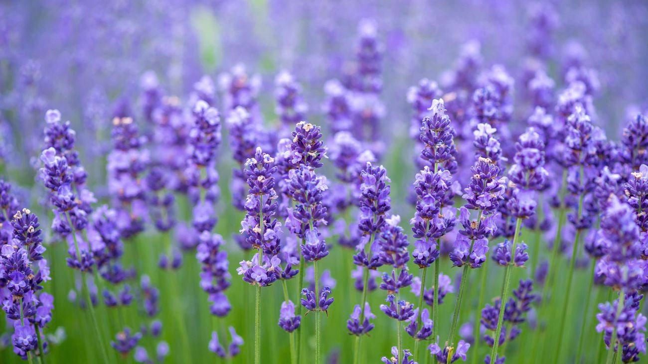 A close up of lavender plants.