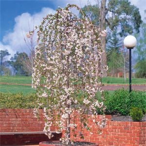 Bagged Prunus Snofozam Snow Fountains Weeping Cherry