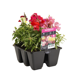 6 Cell Fusion Flowers Snapdragon Camelot - Antirrhinum majus