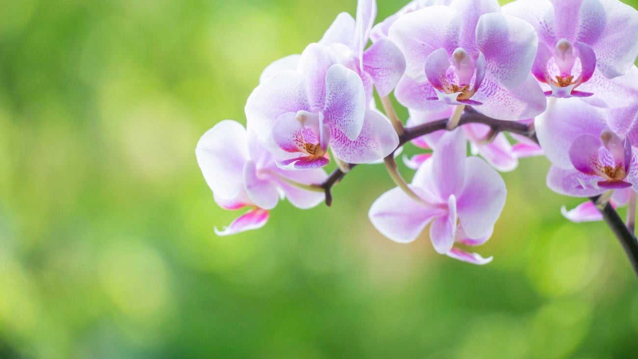 Close up of a pale pink phalaenopsis orchid.