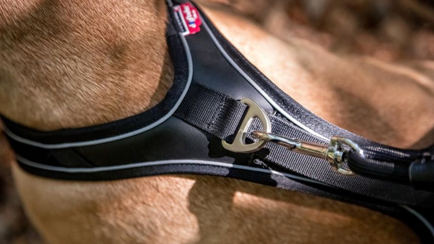 Close up image of harness and lead together 