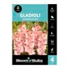 Bloomin' Bulbs Gladioli Adrenalin - 4 Pack
