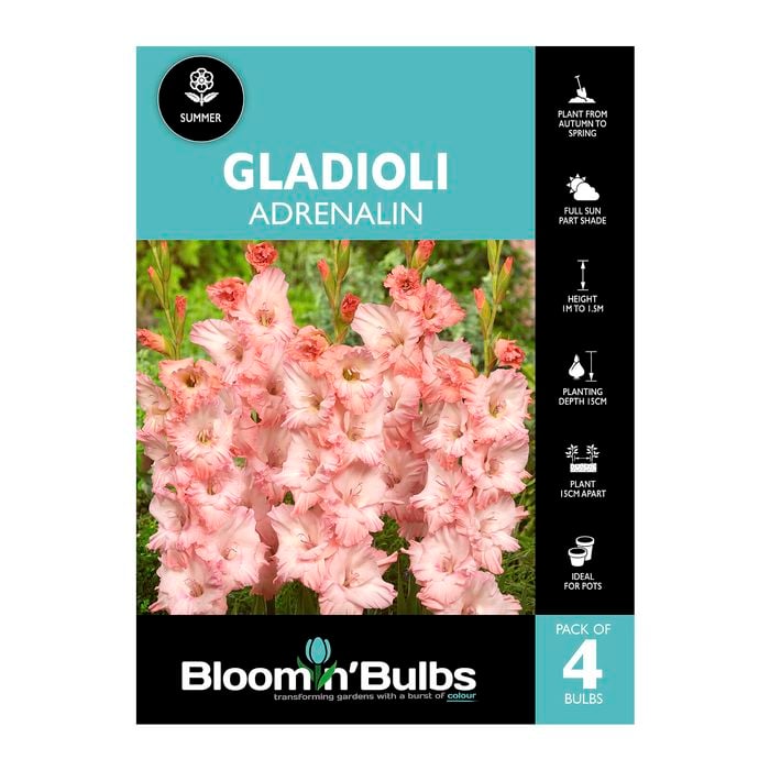 Bloomin' Bulbs Gladioli Adrenalin - 4 Pack