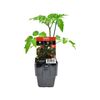 Floriana 125mm Tomato Little Napoli - Solanum lycopersicum