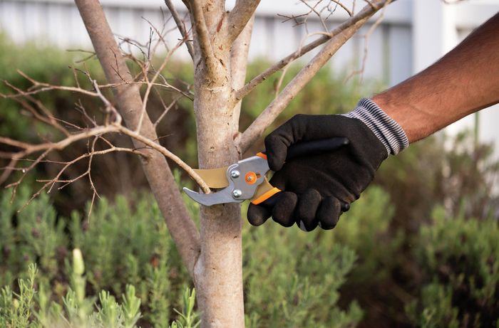 Close-up of gloved hands using pruning shears to cut a small branch from a deciduous tree in a garden.