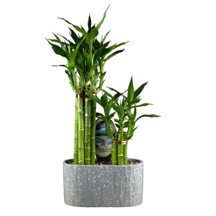 Size G Lucky Bamboo - Dracaena Sanderiana