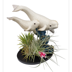 Size G Novelty Tillandsia