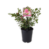 140mm Correa Little Cate - Correa pulchella