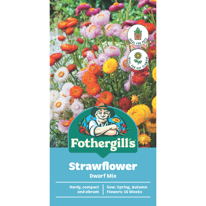 Fothergill's Strawflower Dwarf Mixed Flower Seeds