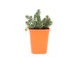 85mm Stonecrop - Sedum petrosedum rupestre Blue Feather