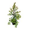 2L Lilly Pilly - Syzygium australe Resilience