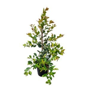 2L Lilly Pilly - Syzygium australe Resilience
