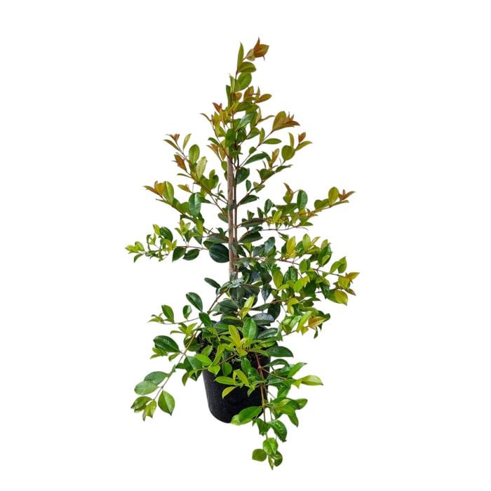 2L Lilly Pilly - Syzygium australe Resilience