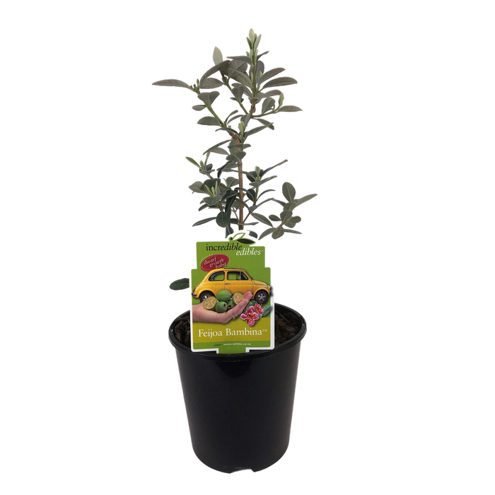 1.9L Feijoa Bambina - Feijoa sellowiana TharFiona - Incredible Edibles Range
