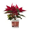 125mm Assorted Poinsettias