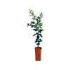 4L Lime Tahitian Dwarf Grafted - Citrus latifolia