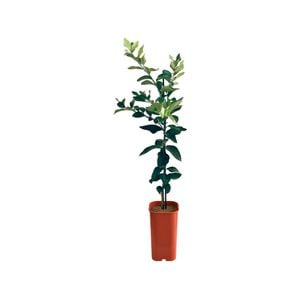 4L Lime Tahitian Dwarf Grafted - Citrus latifolia