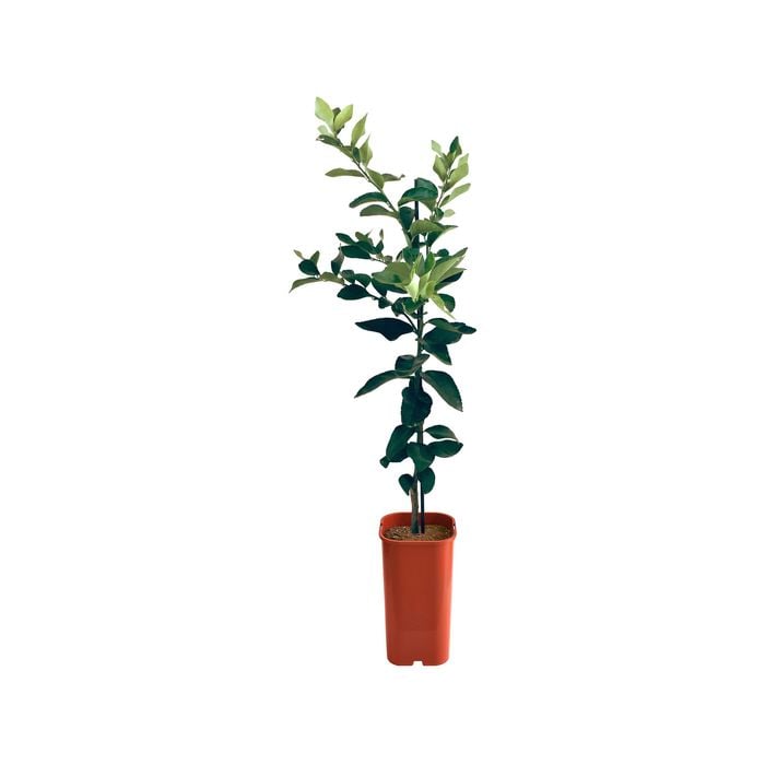 4L Lime Tahitian Dwarf Grafted - Citrus latifolia