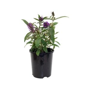 140mm Buzz Butterfly Bush - Buddleja davidii 'Buzz Purple'