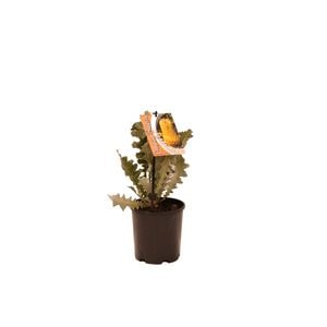 140mm Banksia Repens Creeping - Banksia repens