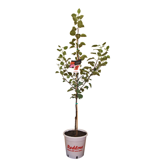 250mm Redlove Dwarf Apple - Malus redlove® era