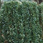 200mm Green Pillar - Ilex crenata fastigiata